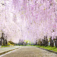 Nicchu Line Weeping Cherry Blossom Trees Nicchu Line Weeping Cherry Blossom Trees