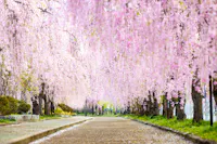 Nicchu Line Weeping Cherry Blossom Trees