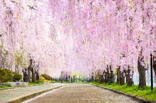 Nicchu Line Weeping Cherry Blossom Trees