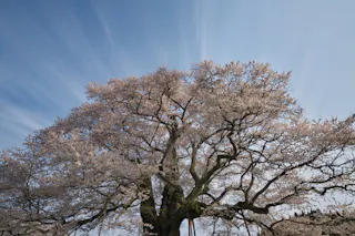 Daigo Sakura - Okayama's Millennium Cherry Tree