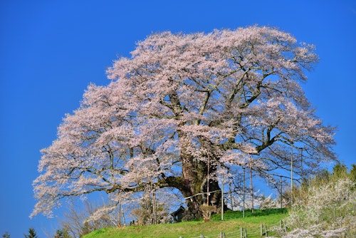 Daigo Sakura - Okayama's Millennium Cherry Tree