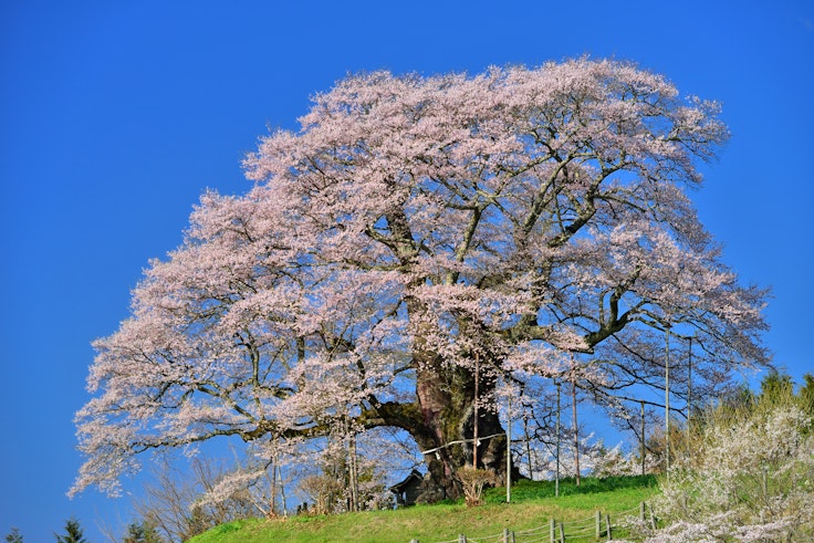 Daigo Sakura - Okayama's Millennium Cherry Tree