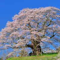 Daigo Sakura - Okayama's Millennium Cherry Tree Daigo Sakura - Okayama's Millennium Cherry Tree