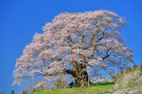 Daigo Sakura - Okayama's Millennium Cherry Tree