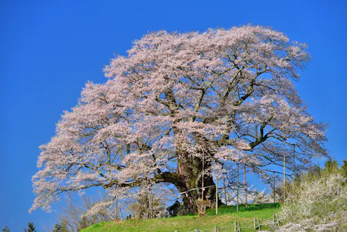 Daigo Sakura - Okayama's Millennium Cherry Tree