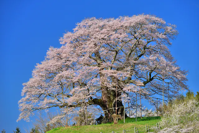 Daigo Sakura - Okayama's Millennium Cherry Tree