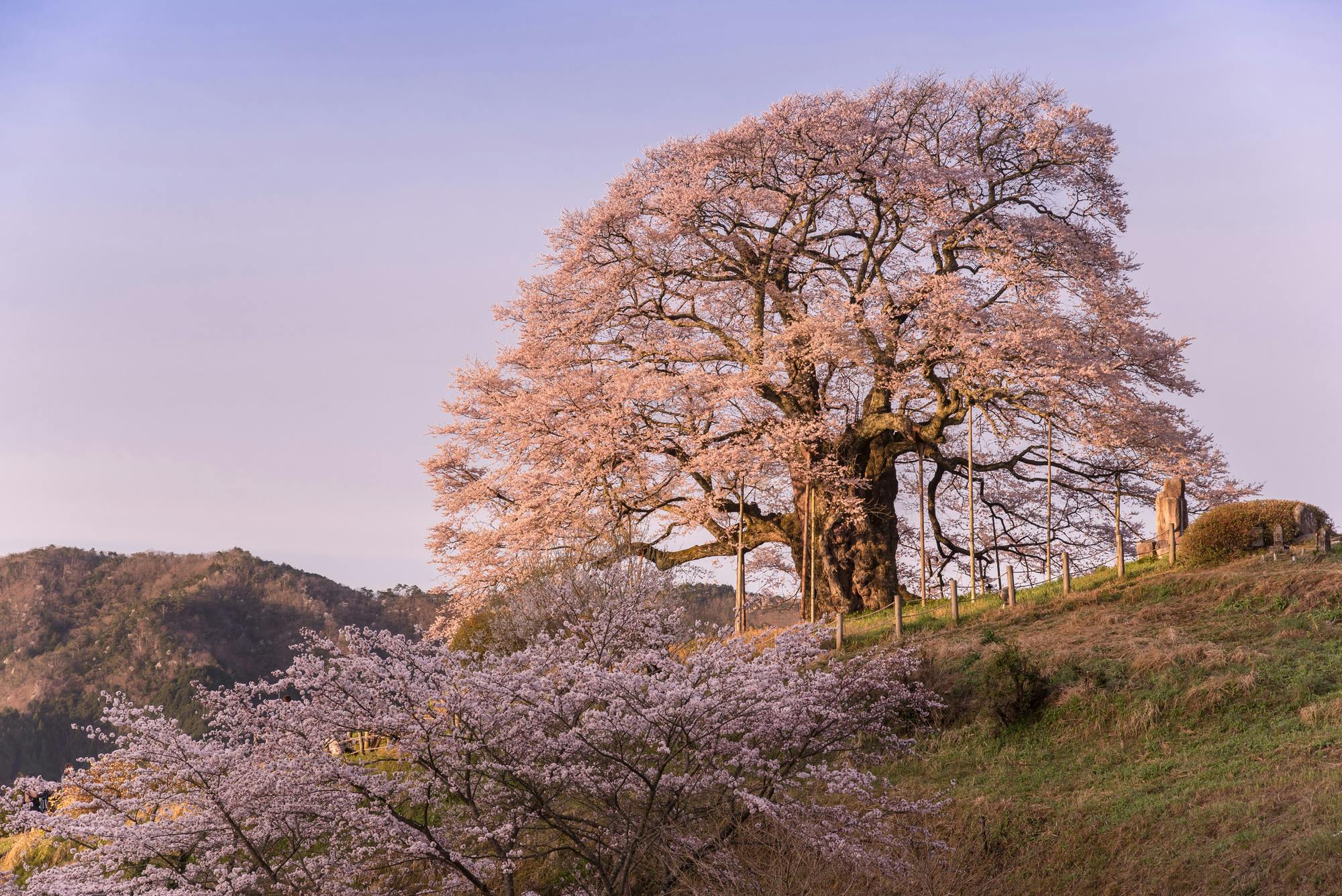 Daigo Sakura - Okayama's Millennium Cherry Tree