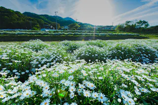 Flower Park Urashima