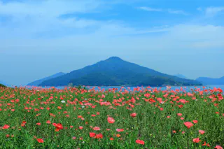 Flower Park Urashima