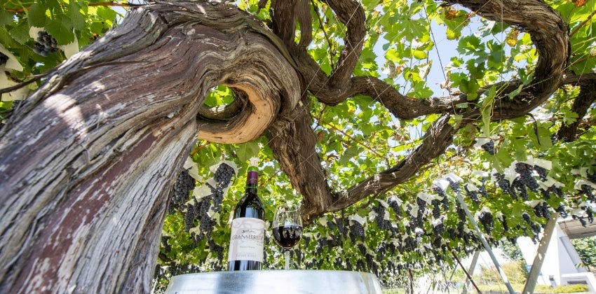 Goichi Wine Shiojiri