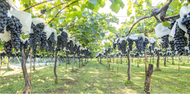 Goichi Wine Shiojiri