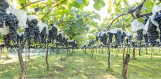 Goichi Wine Shiojiri