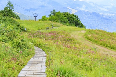 Hakuba Goryu Alpine Botanical Garden