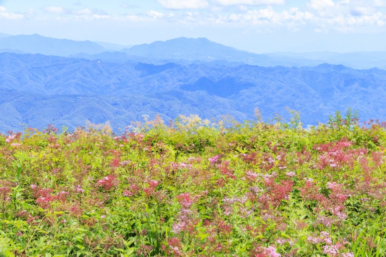 Hakuba Goryu Alpine Botanical Garden