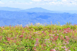 Hakuba Goryu Alpine Botanical Garden