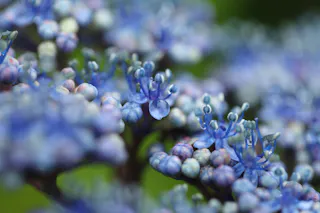 Hattori Farm Hydrangea Mansion