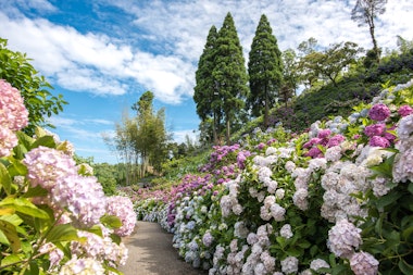Hattori Farm Hydrangea Mansion