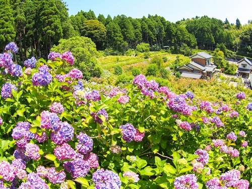Hattori Farm Hydrangea Mansion