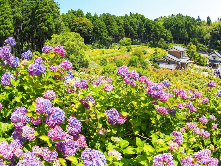 Hattori Farm Hydrangea Mansion