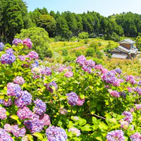 Hattori Farm Hydrangea Mansion Hattori Farm Hydrangea Mansion