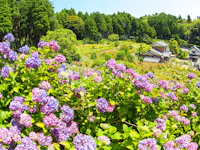 Hattori Farm Hydrangea Mansion