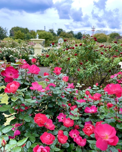 Keisei Rose Garden