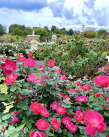 Keisei Rose Garden