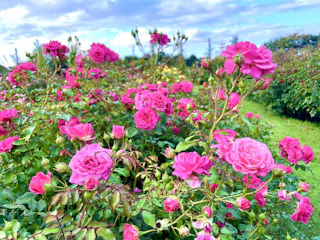 Keisei Rose Garden