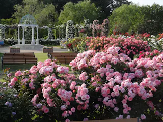Keisei Rose Garden