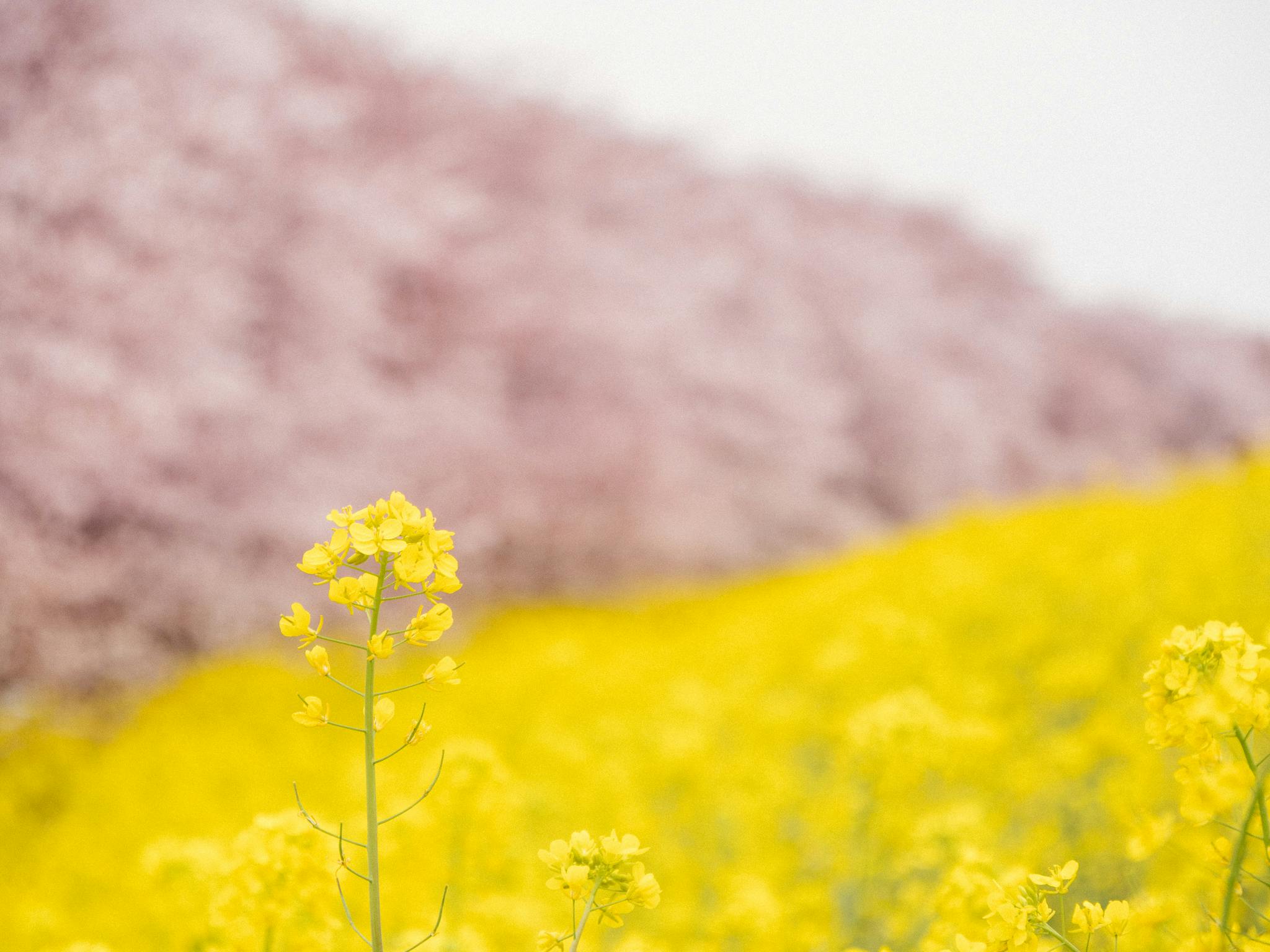 Kumagaya Sakura Tsutsumi