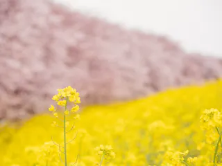 Kumagaya Sakura Tsutsumi