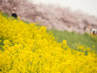 Kumagaya Sakura Tsutsumi