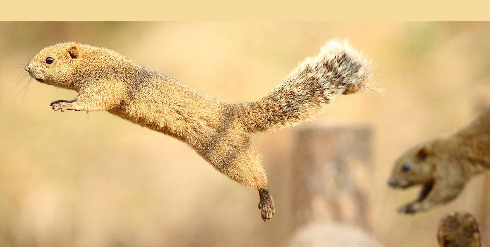 Machida Squirrel Garden