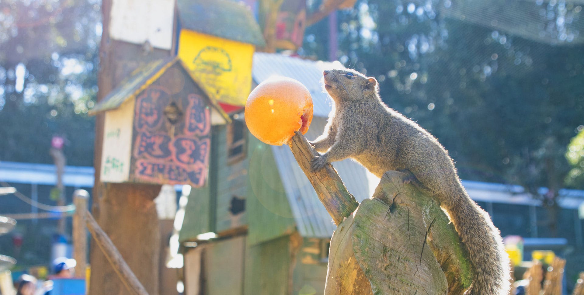 Machida Squirrel Garden