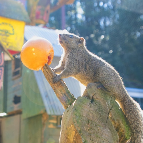 Machida Squirrel Garden Machida Squirrel Garden