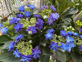 Nakayama Flower House