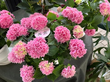 Nakayama Flower House