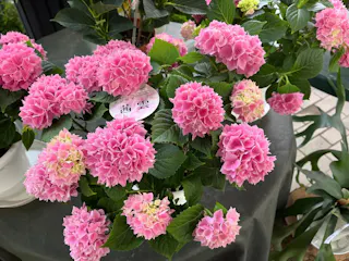 Nakayama Flower House