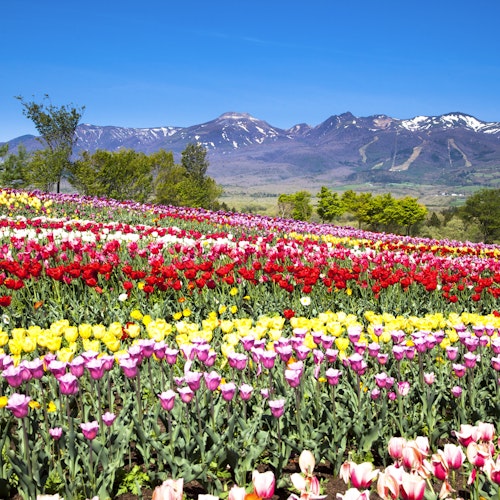 Nasu Flower World Nasu Flower World