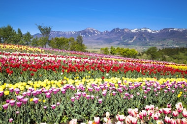 Nasu Flower World