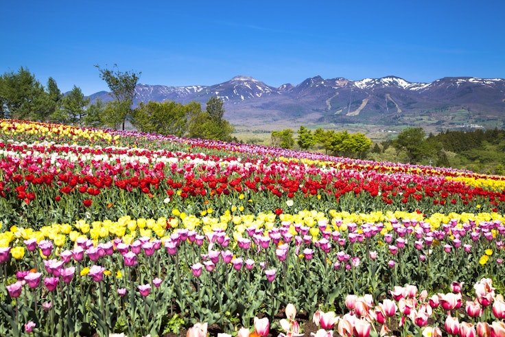 Nasu Flower World