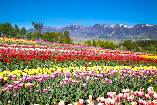 Nasu Flower World
