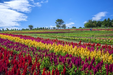 Nasu Flower World