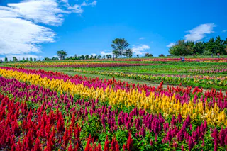Nasu Flower World