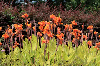 Musashi Kyuryo National Government National Park