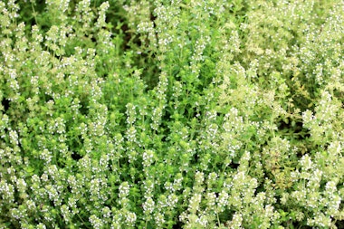 Musashi Kyuryo National Government National Park