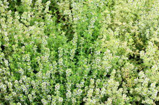 Musashi Kyuryo National Government National Park