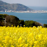 Nokonoshima Island Nokonoshima Island