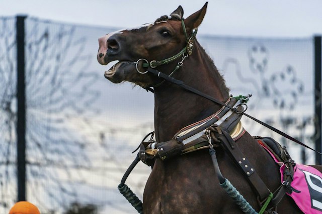 Obihiro Racecourse, Hokkaido - Trip To Japan