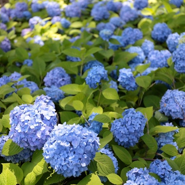 Oyama Hydrangea Road (Oyama Observation Deck) Oyama Hydrangea Road (Oyama Observation Deck)